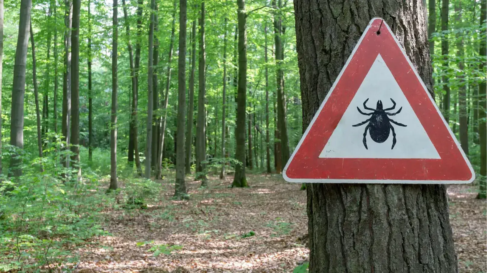 Lyme Disease: “The Great Imitator”
