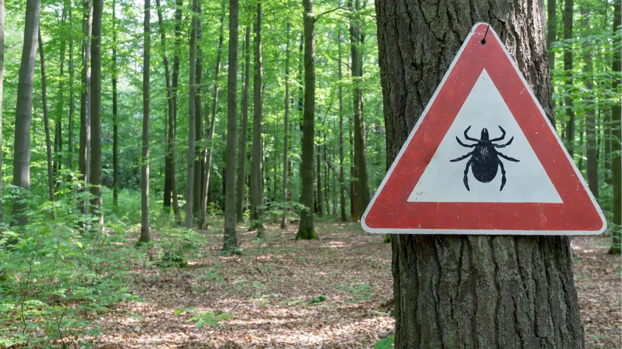 Lyme Disease: An Epidemic No One is Talking About