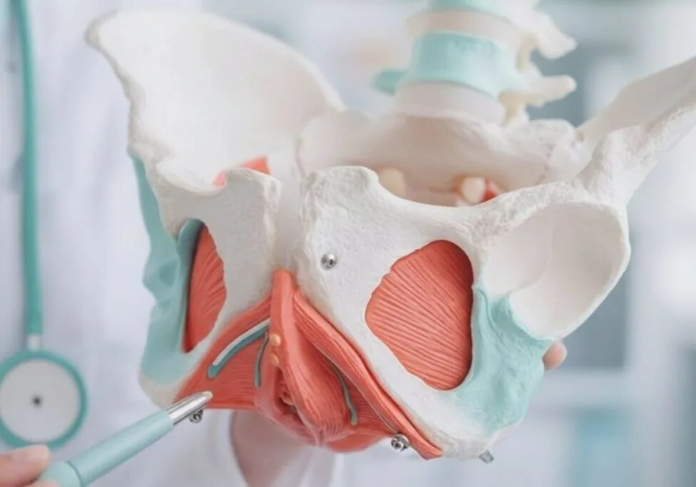 Pelvic floor anatomy model used to demonstrate EMSELLA therapy targets at Holistique Medical Center, Bellevue