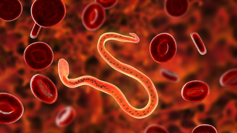 Shows a worm-like parasite in the bloodstream.